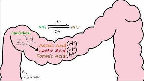 Lactulose function 1