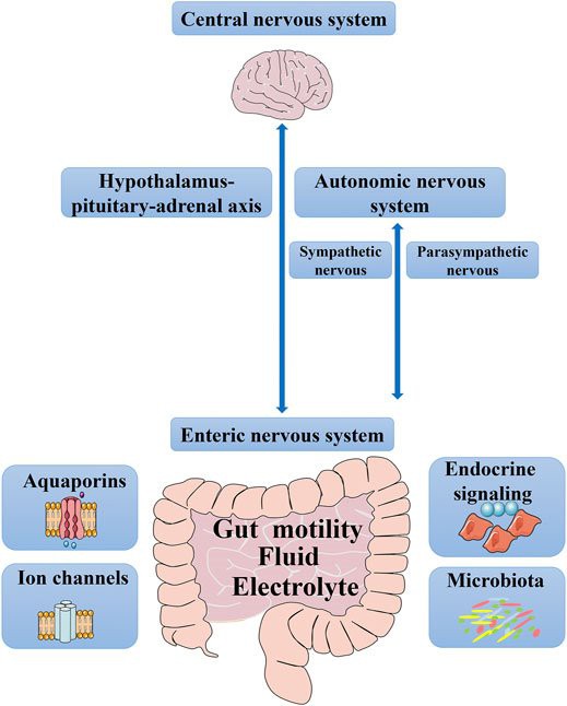 Lactulose can retain water and electrolytes