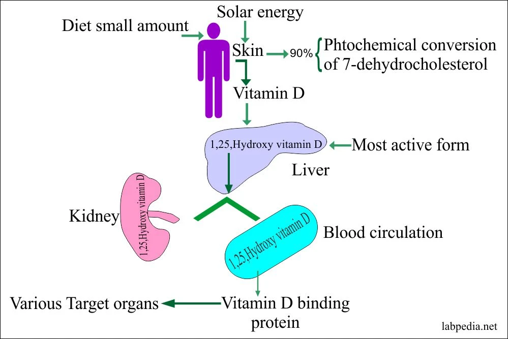 vitamin-D--1-3