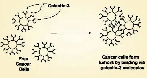 MCP can limit cancer cells