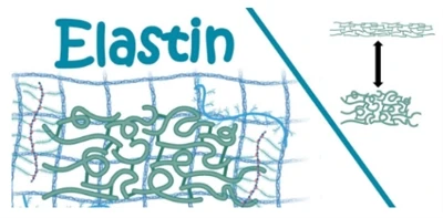 Ki jan nou ka jwenn Elastin?